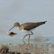 Solitary Sandpiper