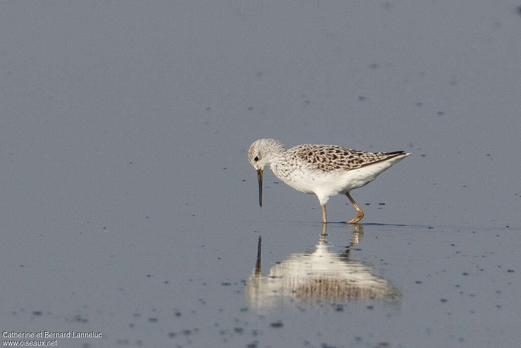 Marsh Sandpiperadult breeding, pigmentation, fishing/hunting