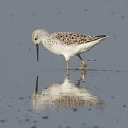 Marsh Sandpiper