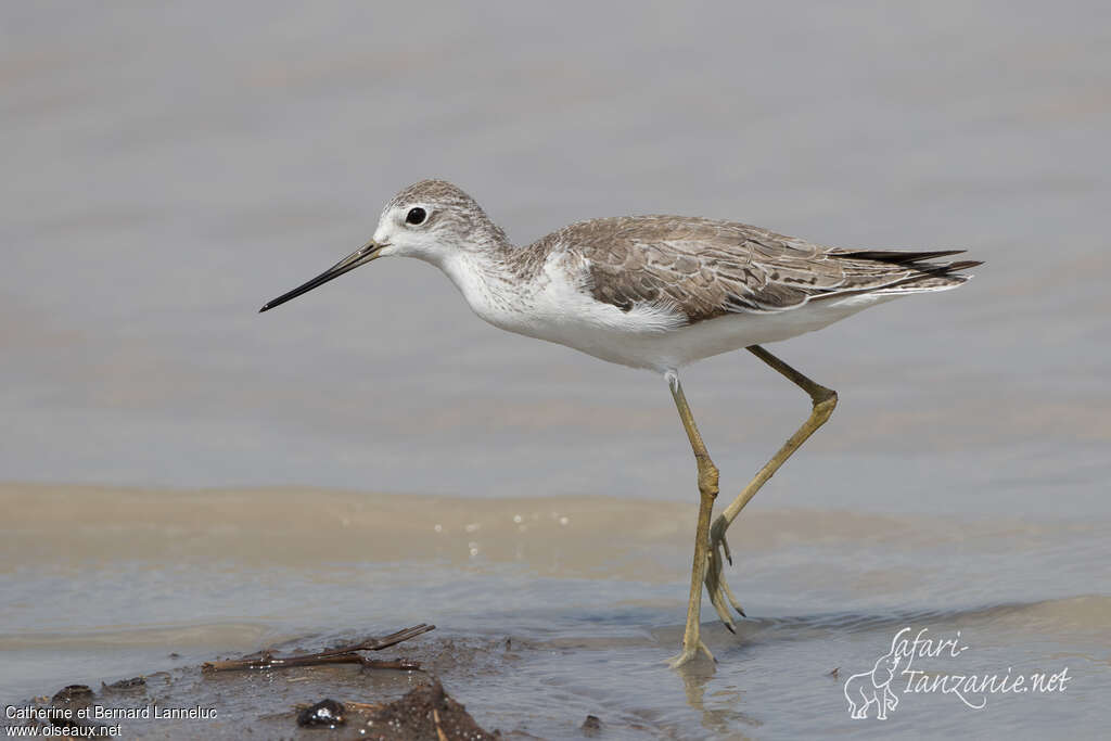 Marsh Sandpiperadult post breeding, identification