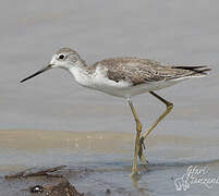 Marsh Sandpiper