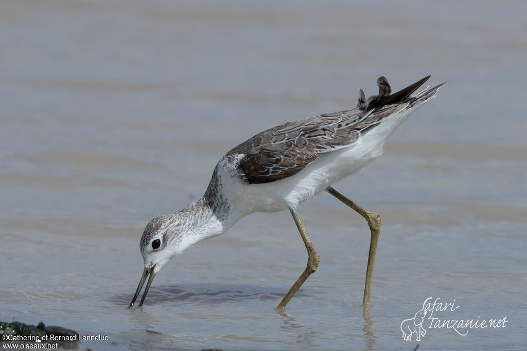 Marsh Sandpiperadult post breeding, fishing/hunting