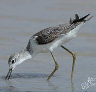 Marsh Sandpiper