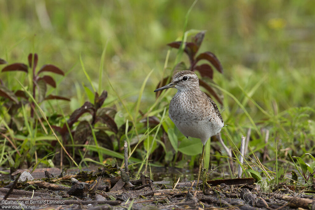 Wood Sandpiperadult