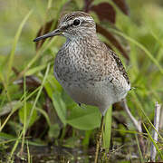 Wood Sandpiper