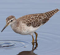 Wood Sandpiper