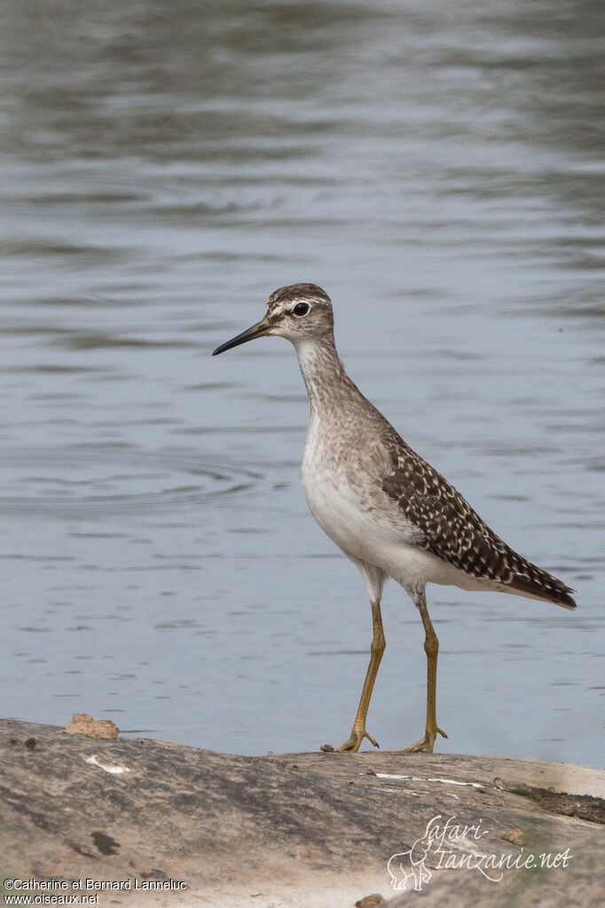 Wood Sandpiperadult post breeding