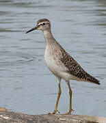 Wood Sandpiper