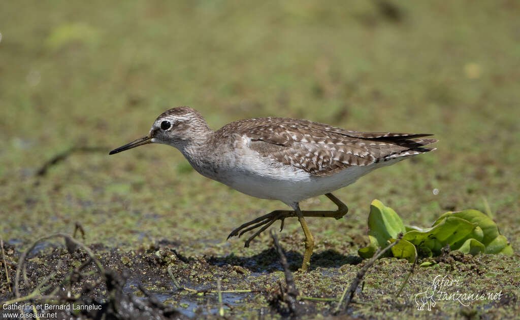 Wood Sandpiperadult post breeding, identification