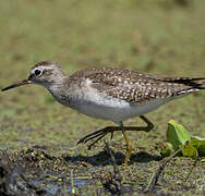 Wood Sandpiper