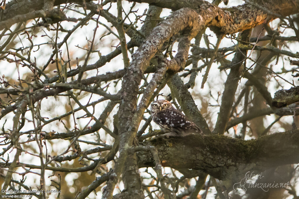 Little Owladult, habitat
