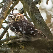 Little Owl