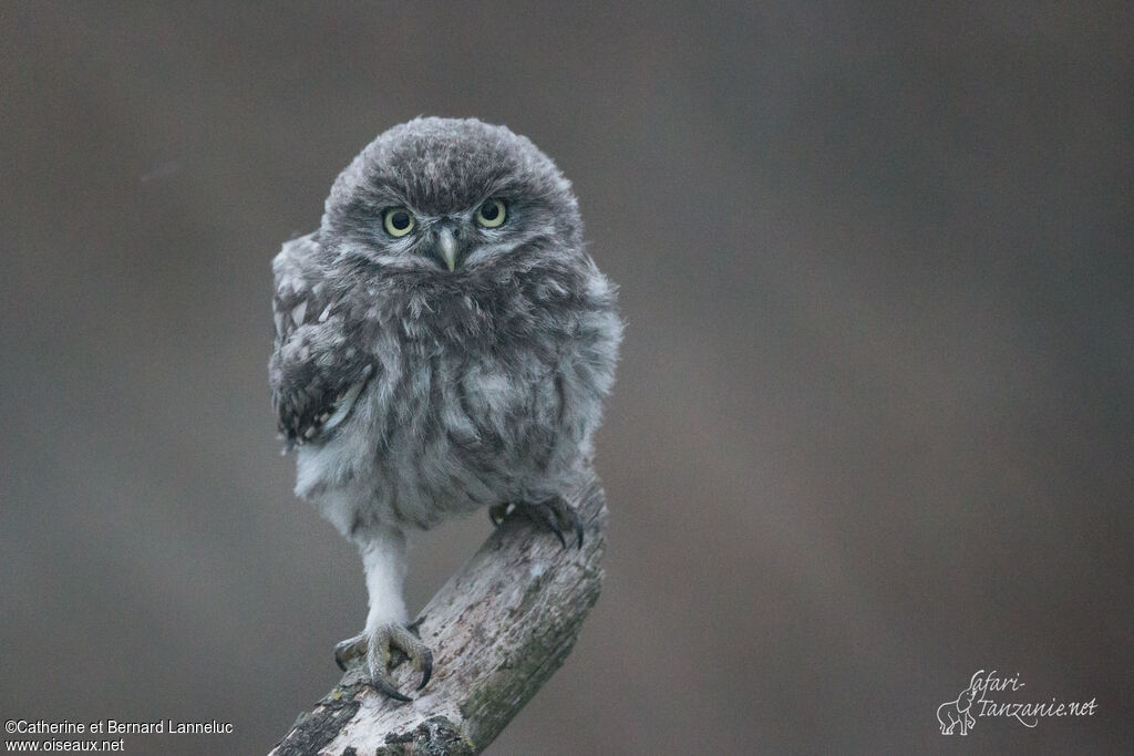 Little Owljuvenile, identification