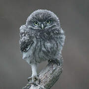 Little Owl