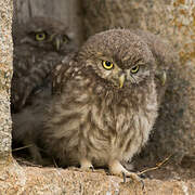 Little Owl