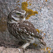 Little Owl