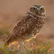 Burrowing Owl