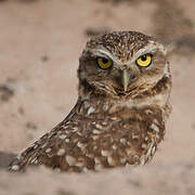 Burrowing Owl