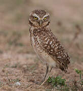 Burrowing Owl