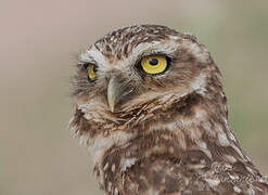 Burrowing Owl