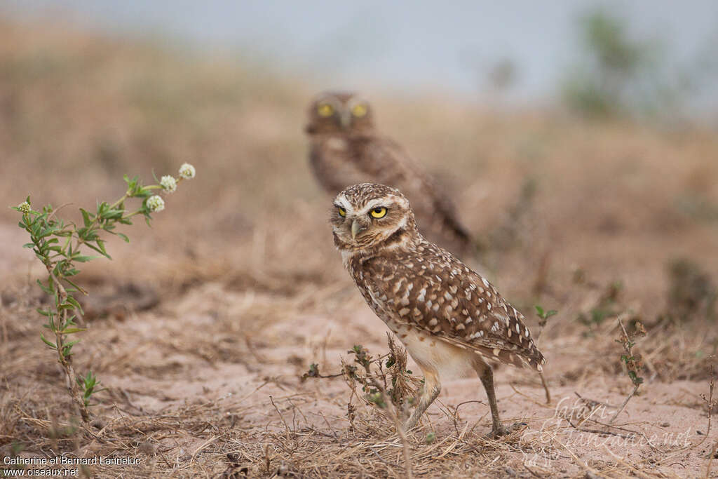 Burrowing Owladult breeding, walking, Behaviour