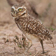 Burrowing Owl