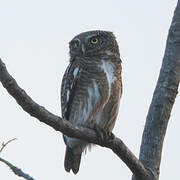 Asian Barred Owlet