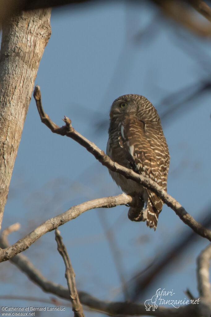 Asian Barred Owletadult