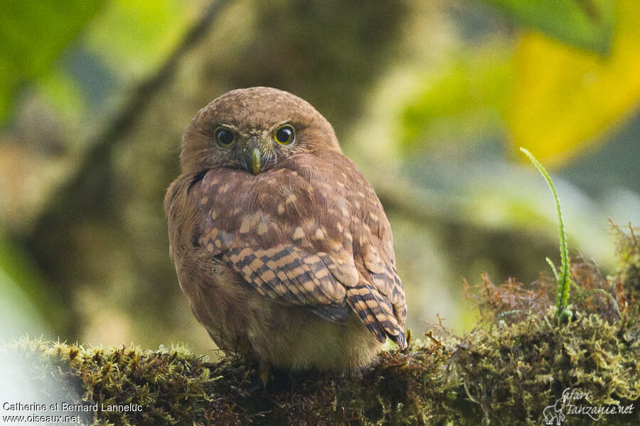 Cloud-forest Pygmy Owladult, close-up portrait