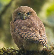 Cloud-forest Pygmy Owl