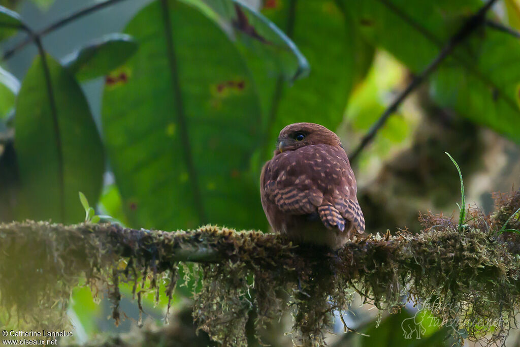 Cloud-forest Pygmy Owladult, habitat