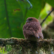 Cloud-forest Pygmy Owl