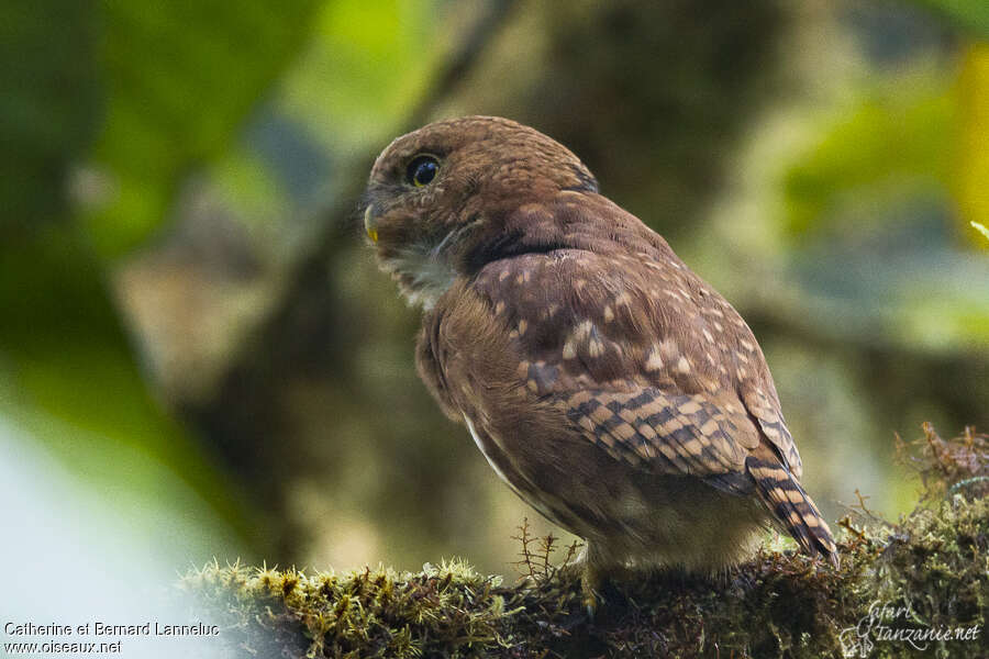 Cloud-forest Pygmy Owladult, identification