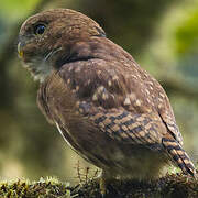 Cloud-forest Pygmy Owl
