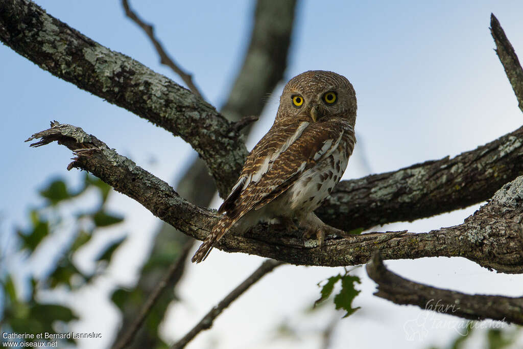 African Barred Owletadult, identification