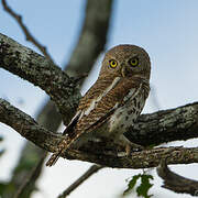 African Barred Owlet