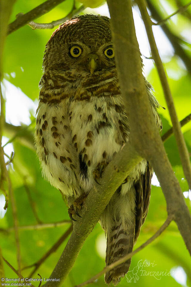 Chevêchette du Cap adulte cala163346
