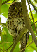 African Barred Owlet