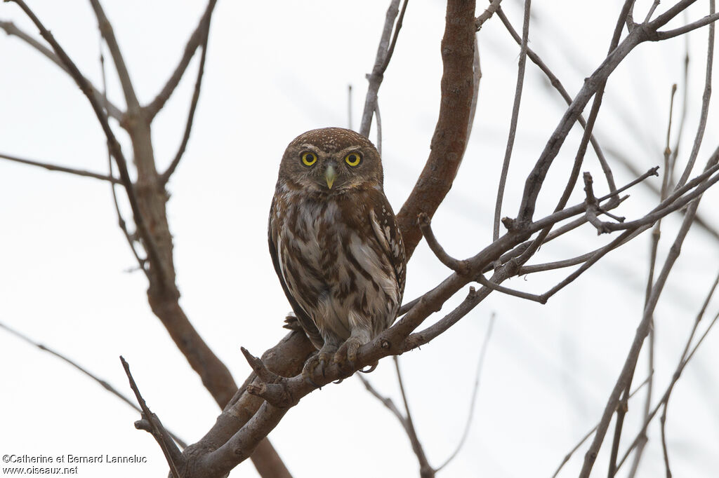 Pearl-spotted Owletadult, identification