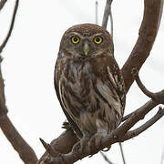 Pearl-spotted Owlet