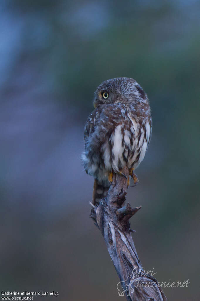 Pearl-spotted Owletadult, pigmentation, Behaviour