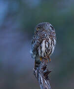 Pearl-spotted Owlet