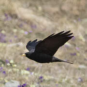 Alpine Chough