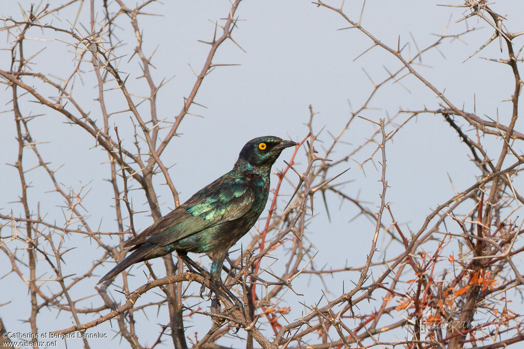 Cape Starlingimmature, identification