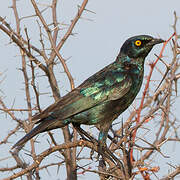 Cape Starling