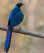 Long-tailed Glossy Starling