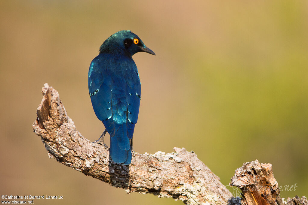 Choucador à oreillons bleus