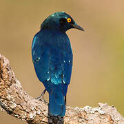 Greater Blue-eared Starling