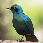 Choucador à oreillons bleus