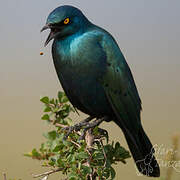 Greater Blue-eared Starling